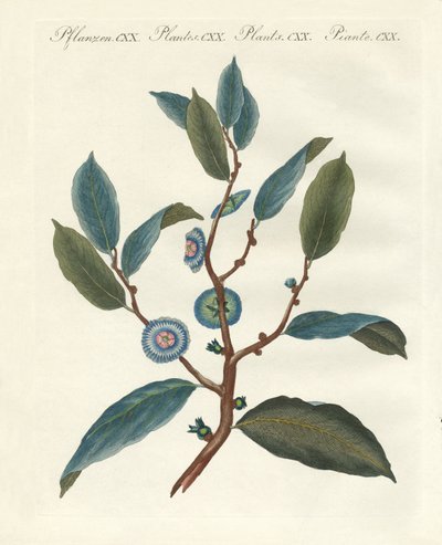 珍しい観葉植物 作： German School