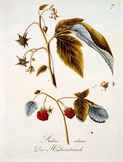 ヨハン・ダニエル・フォン・レイターによるドイツの野生の花の本からのイラストであるラズベリーは、c.1803-5を出版した 作： German School
