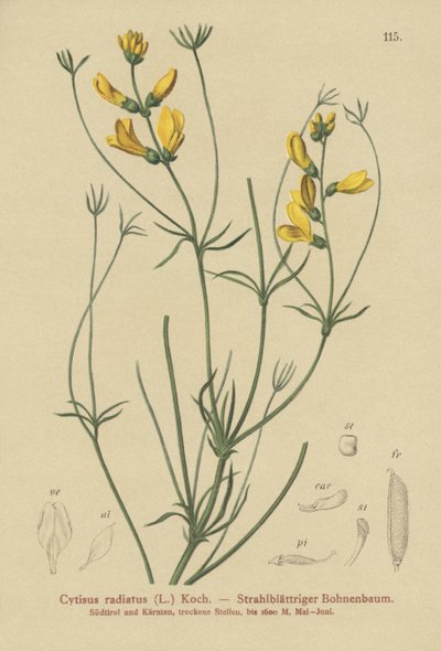 すりほうき（Cytisus radiatus、Cytisanthus radiatus、Genista radiata） 作： German School