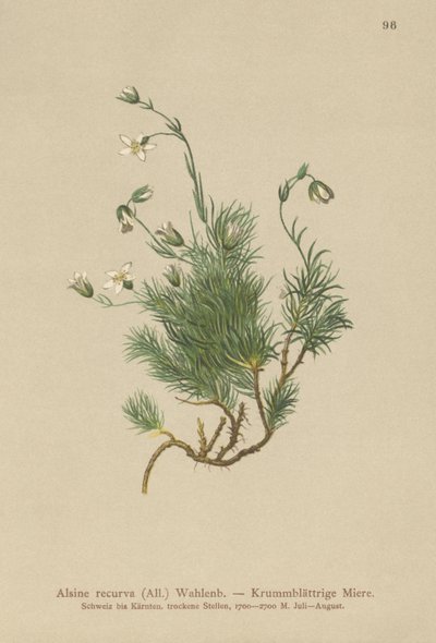 Recurved Sandwort（Alsine recurva、Minuartia recurva） 作： German School