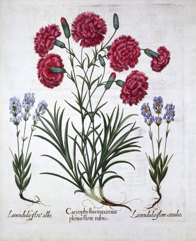 赤いカーネーションとラベンダー、Hortus Eystettensis、Basil Besler（1561-1629）、パブ。 1613（手塗りの彫刻） 作： German School