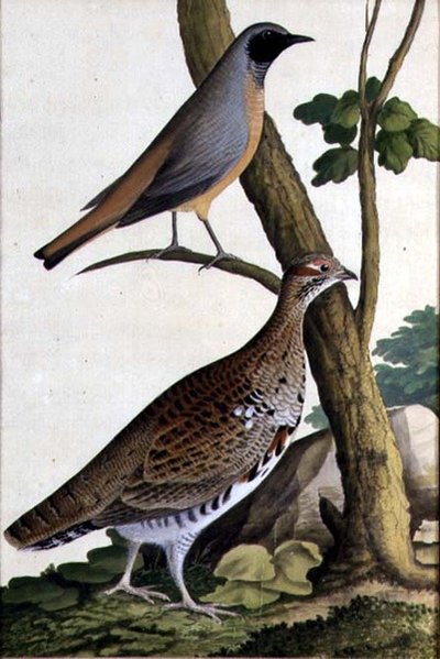 ジョウビタキとハシビロコウ、1740年頃（紙に水彩 作： German School