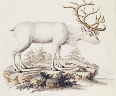トナカイ（Cervus tarandus）、Johann Christian Daniel von Schreber（1739-1810）著「Mammals illustrated from Nature with descriptions」より、I Nufsbiegelによる彫刻、第5巻、表248-C、ドイツ 作： German School
