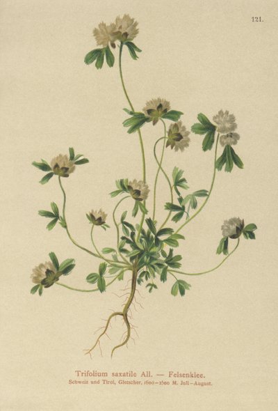 ロッククローバー（Trifolium saxatile） 作： German School