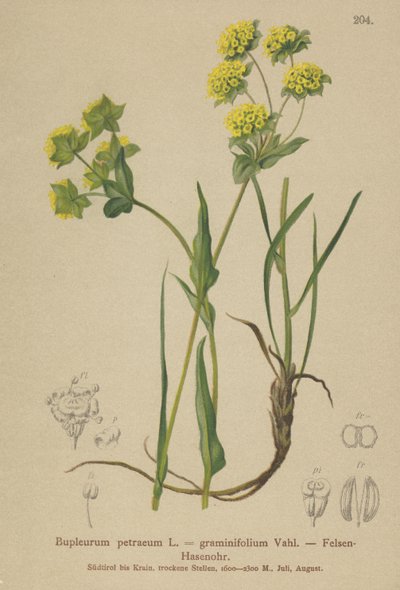 イワシの耳（Bupleurum petraeum、Bupleurum graminifolium） 作： German School