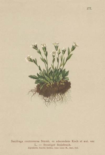 Rock Saxifrage（Saxifraga controversa、Saxifraga adscendens） 作： German School