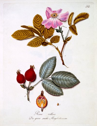 ヨハン・ダニエル・フォン・レイターによるドイツの野生の花の本からのイラストであるローザ・ビロサは、c.1803-5を出版しました 作： German School