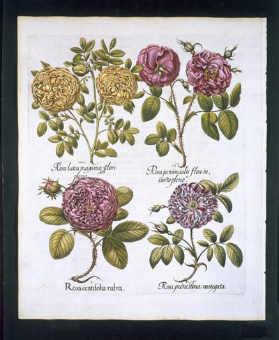 バラ、Hortus Eystettensisby Basil Besler（1561-1629）pubのプレート95。 1613（手描きの彫刻） 作： German School