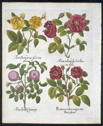 バラ、Hortus Eystettensisのバジルベスラー作のプレート96（1561-1629）パブ1613（手描きの彫刻） 作： German School