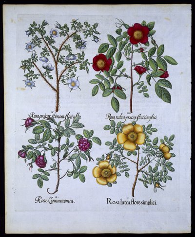 バラ、プレート98、Hortus EystettensisによるBasil Besler（1561-1629）pub。 1613（手描きの彫刻） 作： German School