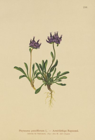 丸頭のランピオン（Phyteuma pauciflorum、Rapunculus pauciflorus、Phyteuma globulariifolium） 作： German School