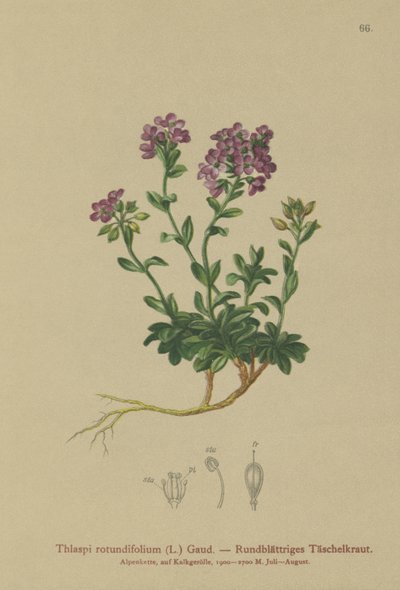 ラウンドリーブドペニークレス（Thlaspi rotundifolium、Noccaea rotundifolia、Thlaspi cepaeifolium subsp。rotundifolium） 作： German School