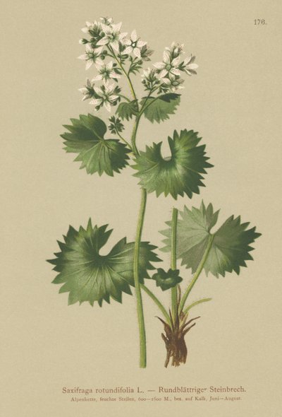 ラウンドリーブドSaxifrage（Saxifraga rotundifolia） 作： German School