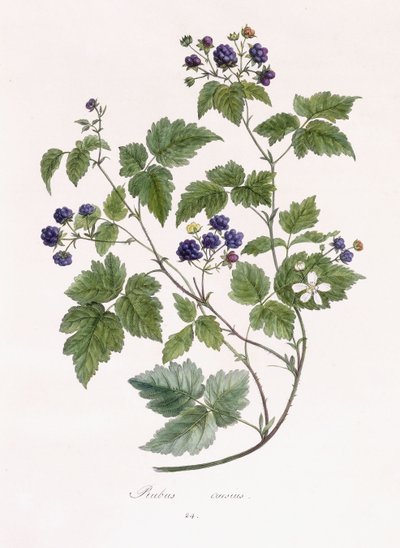 Rubus caesius 作： German School