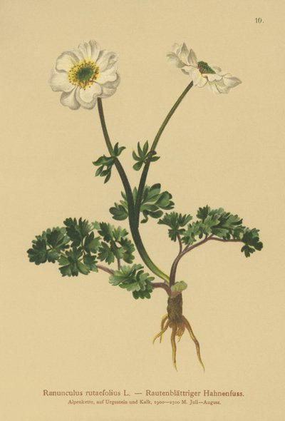 Rueがクロウフット（Ranunculus rutaefolius）を去りました 作： German School
