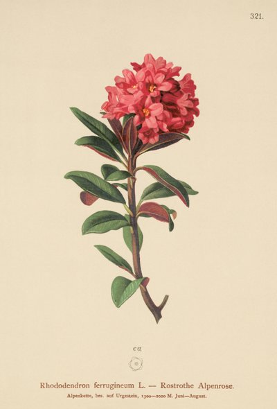 さびた葉のアルペンローズ（Rhododendron ferrugineum） 作： German School