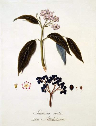 Sambucus Ebulus、Johann Daniel von Reitter著「A Comprehensive Work on All Species of Wood」（1803-05年刊）より（カラー彫刻）。 作： German School