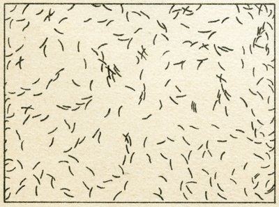 水道水中の細菌のサンプルc.1890（カラークロモリソグラフ） 作： German School