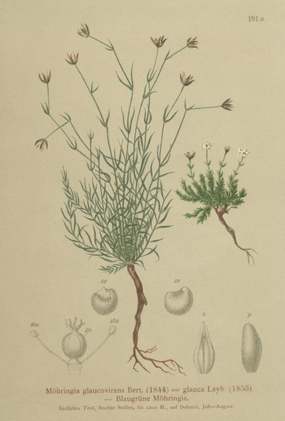 Sandwort（Moehringia glaucovirens、Möhringiaglaucovirens、Möhringiaglauca、Moehringia glauca、Arenaria glaucovirens） 作： German School