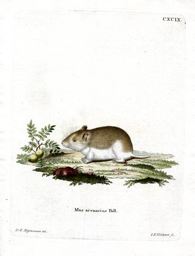 Sandy Mole Rat (彩色済み彫刻) 作： German School