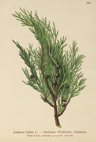 サビンジュニパー（Juniperus Sabina） 作： German School