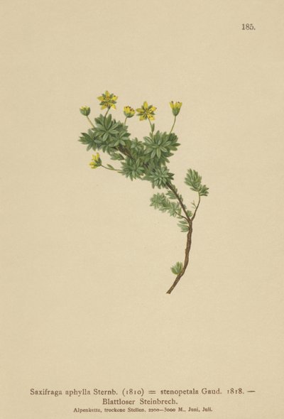 Saxifraga（Saxifraga aphylla、Saxifraga stenopetala） 作： German School