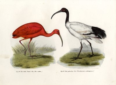 Scarlet Ibis、1864 作： German School