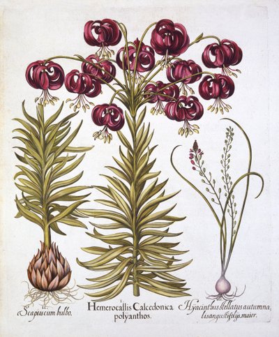 Scarlet Turks Cap Lily and Scilla Autumnalis、Hortus Eystettensis作、Basil Besler（1561-1629）、パブ。 1613（手描きの彫刻） 作： German School