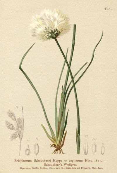 Scheuchzers綿草（Eriophorum Scheuchzeri、Eriophorum capitatum） 作： German School