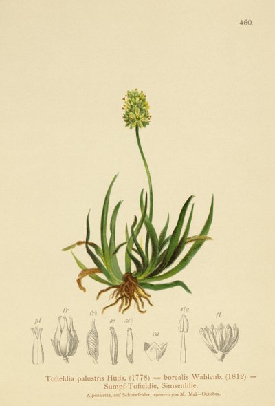 スコットランドのアスフォデル（Tofieldia calyculata、Tofieldia palustris、Tofieldia borealis、Tofieldia pusilla） 作： German School