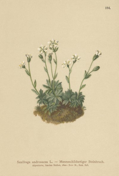 Scree Saxifrage（Saxifraga androsacea） 作： German School