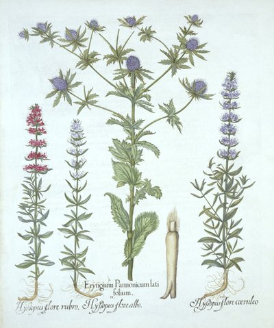 海のホリーとHortus Eystettensisからの3種類のヒソップ、バジルベスラー（1561-1629）、パブ。 1613（手塗りの彫刻） 作： German School