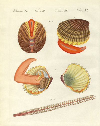 海の生き物（彩色済み彫刻 作： German School