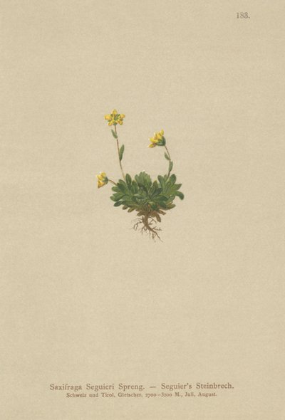 Seguieris Saxifrage（Saxifraga Seguieri） 作： German School