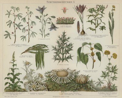 植物の自己防衛反応（カラーリトグラフ 作： German School