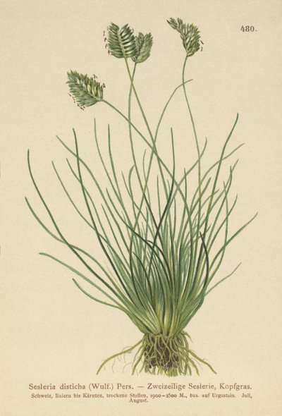 セスレリア（Sesleria disticha、Oreochloa disticha） 作： German School