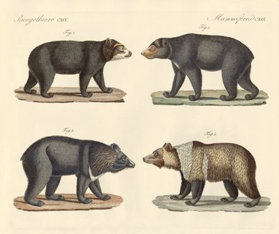 数匹のクマが見つかった（彩色済みの彫刻 作： German School