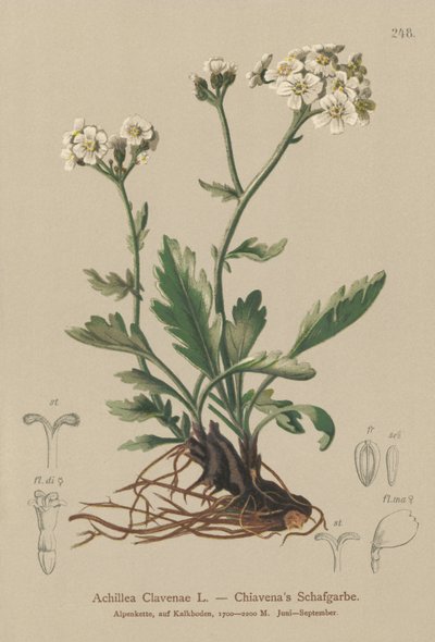 銀色のノコギリソウ（Achillea Clavenae） 作： German School