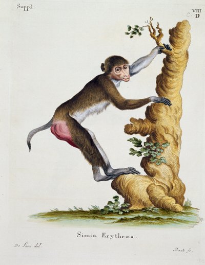 Simia erythraea、Johann Christian Daniel von Schreber (1739-1810)著『自然から描かれた哺乳類とその解説』より、De Seveが描いた絵をIC Bockが彫ったもの。 作： German School