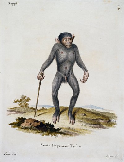 ヨハン・クリスチャン・ダニエル・フォン・シュレーバー（1739-1810）の「自然から説明を受けて描かれた哺乳類」より、シミア・ピグマエウス（ドイツ、ICボックの彫刻）。 作： German School