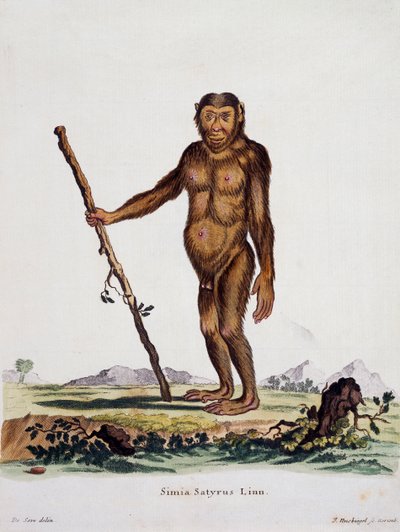 ヨハン・クリスチャン・ダニエル・フォン・シュレーバー（1739-1810）の「自然から描かれた説明付き哺乳類」より、シミア・サティルス（De Seveの絵の後にI Nusbiegelが彫刻）、ドイツ 作： German School