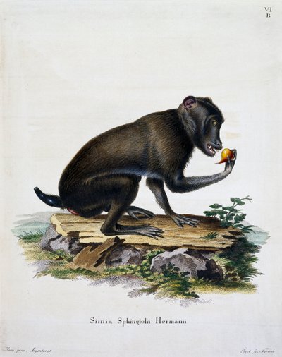 ヨハン・クリスチャン・ダニエル・フォン・シュレーバー（1739-1810）の「自然から描かれた説明付き哺乳類」より、シミア・スフィンギオラ、ICボックの彫刻、ドイツ 作： German School
