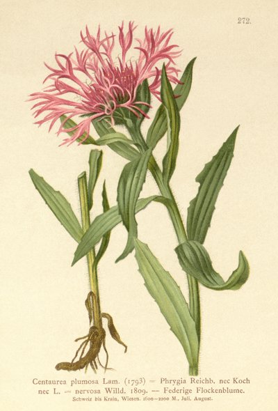 Singleflower Knapweed（Centaurea plumosa、Centaurea Phrygia、Centaurea nervosa、Centaurea uniflora） 作： German School