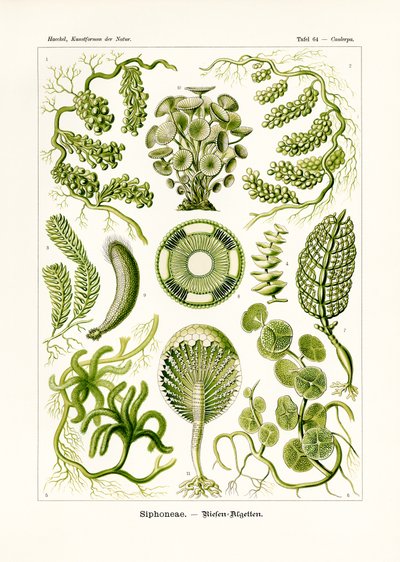 シフォナエ、1899-1904 作： German School