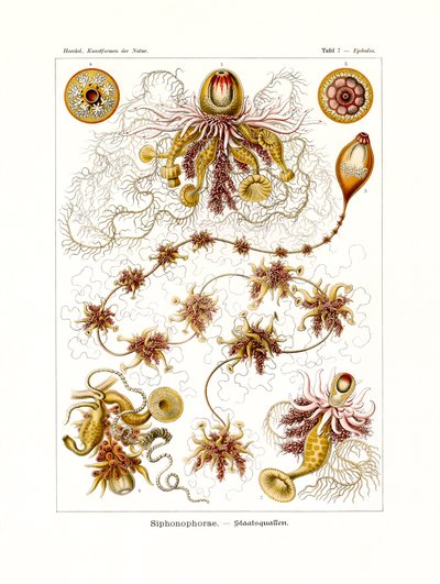 シフォノフォラエ、1899-1904 作： German School