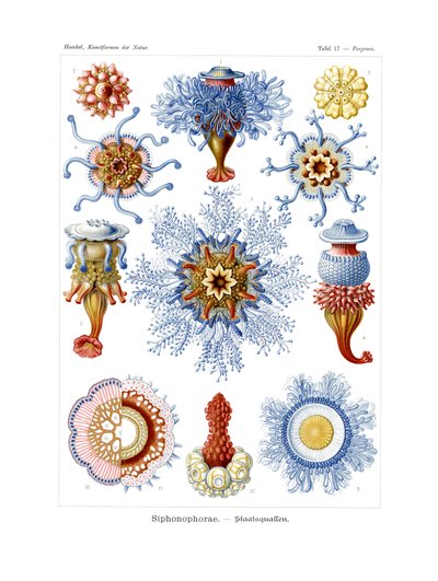 シフォノフォラエ、1899-1904 作： German School