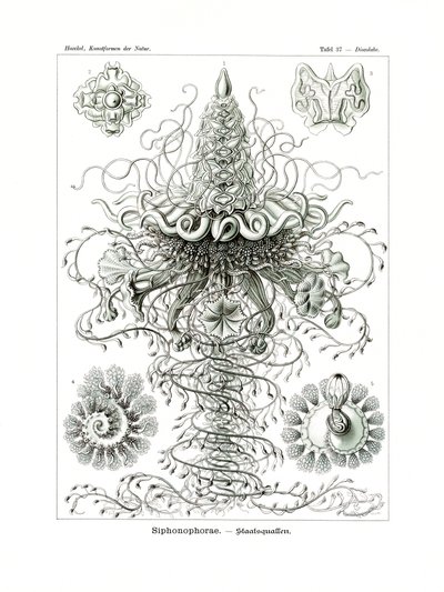 シフォノフォラエ、1899-1904 作： German School