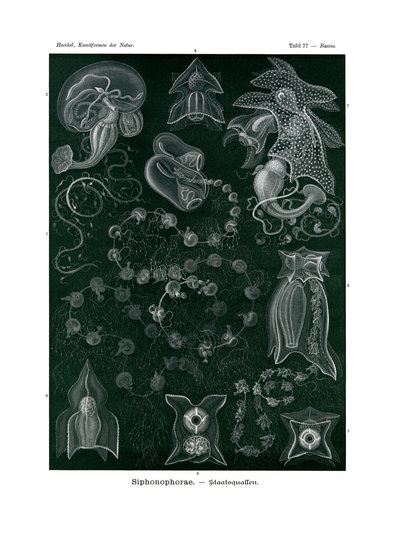 シフォノフォラエ、1899-1904 作： German School