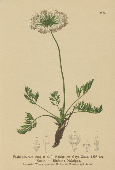 小さなアルパインラバージュ（Pachypleurum mutellinoides、Pachypleurum simple Pachypleurum alpmum、Pachypleurum simple、Neogaya simple、Gaya simple、simple Lovage） 作： German School