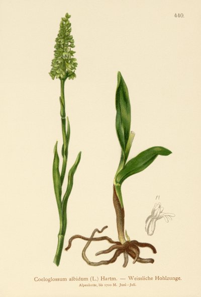 小さな白い蘭（Satyrium albidum、Coeloglossum albidum、Leucorchis albida、Bicchia albida、Pseudorchis albida） 作： German School